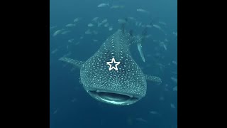 Download lagu pov: you are a silly whale shark | playlist 𓆟⋆𖦹ׂ⋆｡˚