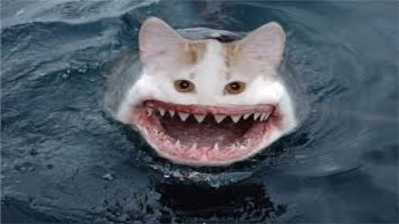 Click Or Catfish Will Eat You (Meme) YouTube