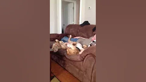 Pitbull sings