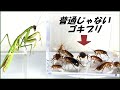 蟻戦争Ⅲ#217 「世界で一番辛いグミ」を食べたゴキブリがカマキリに出会うと、新しい生物が誕生する・・・?編~Red roach and …~