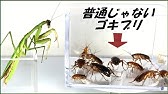 ゴキブリが苦手なもの がついに判明 検証第2弾 ハッカ油 唐辛子 ミント セロリ 編 What Do You Think A Cockroach Hates Youtube