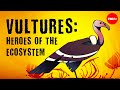 Vultures: The acid-puking, plague-busting heroes of the ecosystem - Kenny Coogan