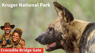 The Bittersweet Last Drive: Saying goodbye to Kruger National Park | Back in the Wild | Ep 11 Day 16