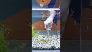 Aquarium diffuser, produces fine bubbles, recommended #Diffuser #Fishkeeping #aquascapelowtech