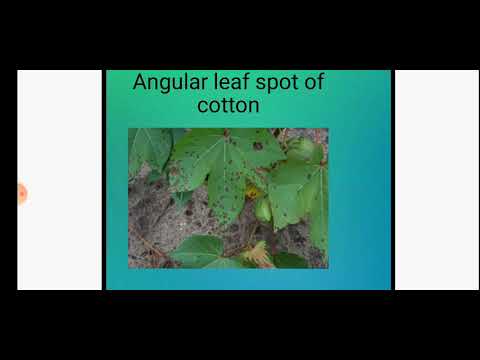 Angular leaf spot of cotton