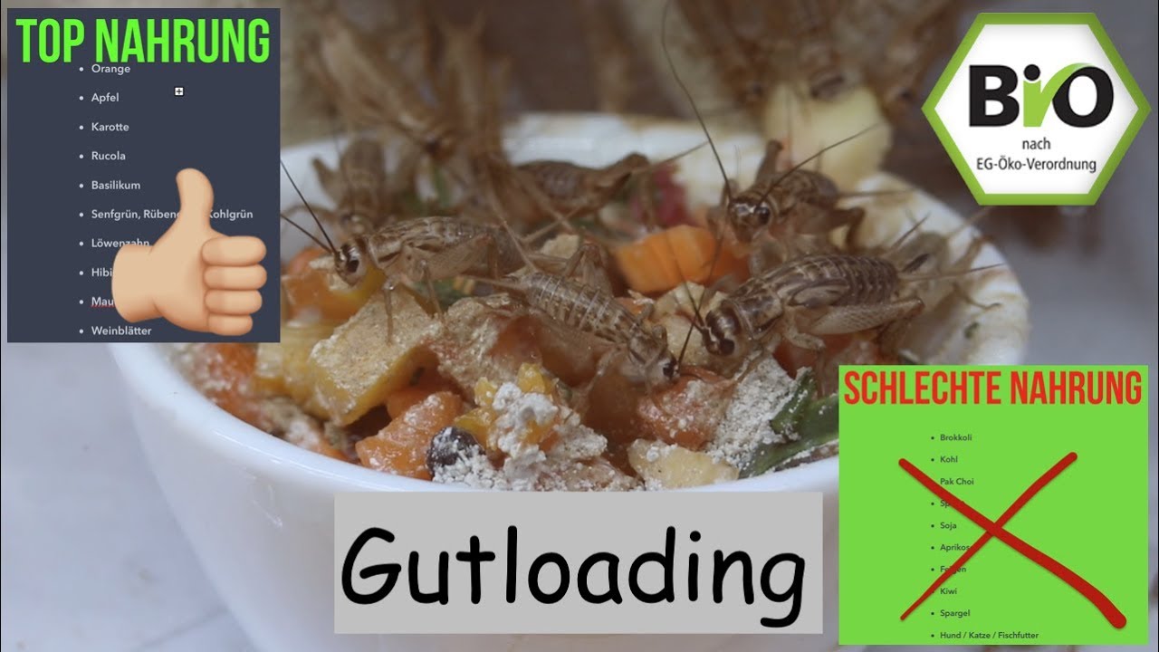GutLoading | Gutes Futter/Schlechtes Futter