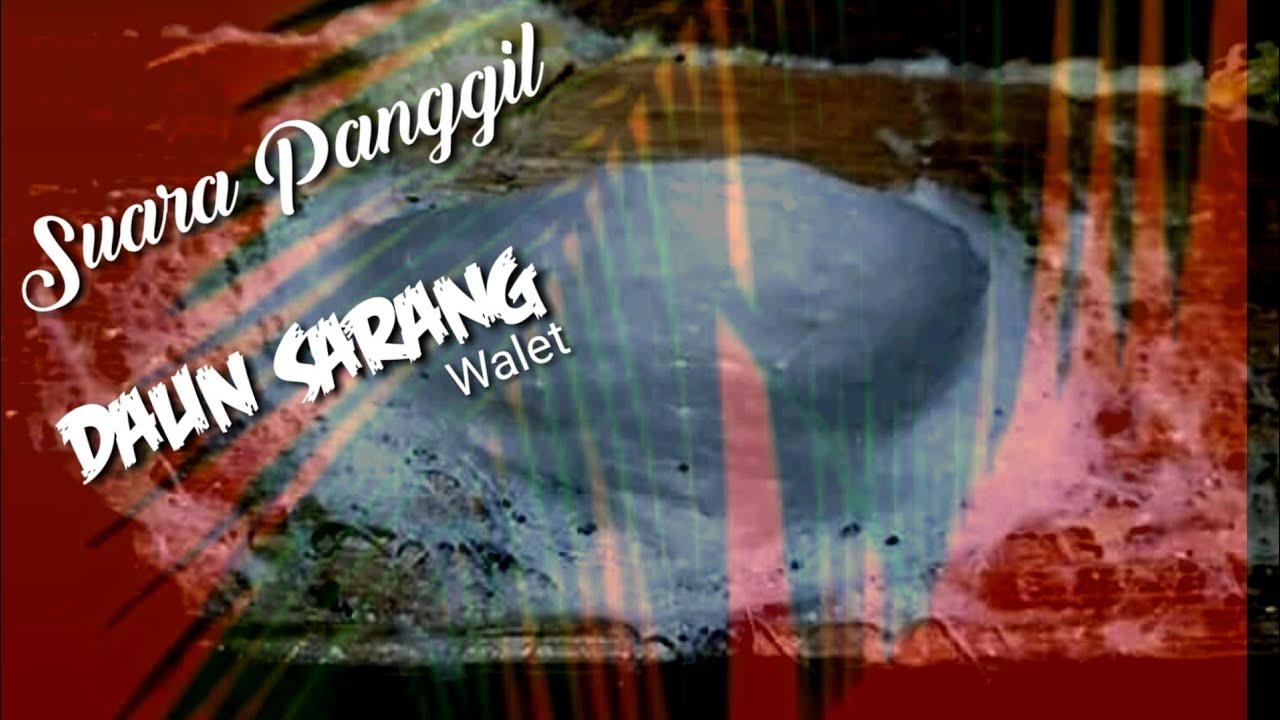 Sp. Daun sarang walet panggil burung walet 