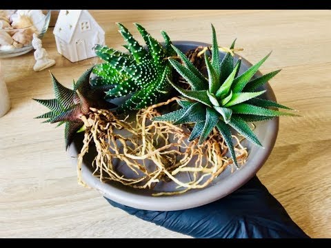 Видео: Haworthia Cooper: характеристики, характеристики на засаждане и грижи у дома