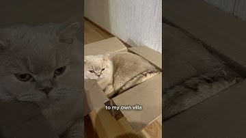 meet Henry — the cat that realized he can only rely on himself, so he started learning #crypto