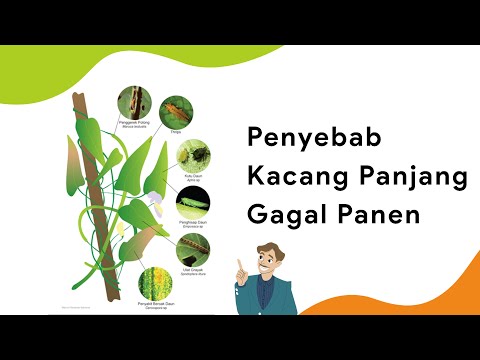 Video: Masalah Umum Kacang Polong - Pengendalian Hama dan Penyakit Kacang pada Tanaman Kacang