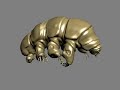 Tardigrade (Water Bear) Details