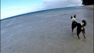 Beach Dogs of Rarotonga