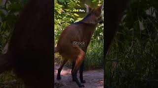 Animals So Weird You’ll Think They’re CGI #youtube #youtubeshorts #yt  #nature #animals #wildlife