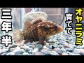 川魚の飼い方、水槽の作り方！【オヤニラミ・モクズガニ】