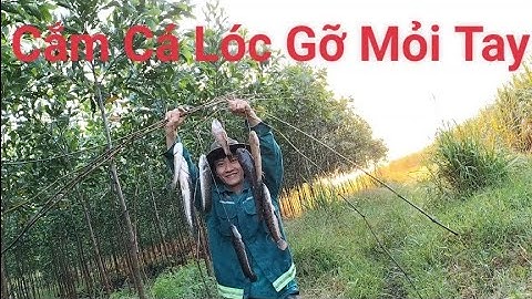 Cắm Câu Cá Lóc Mồi Thằn Lằn Cá Dính Gỡ Mỏi Tay - How to ban snakehead fishing with lizard bait