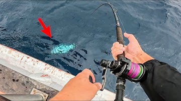 Can We Catch One Of The Most Desired Fish In The Ocean?