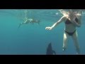 MUST SEE! Wild Pseudo Orcas (False Killer Whales) Seek Interaction with Humans! Costa Rica