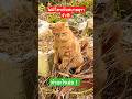 หนูทำอะไรเอ่ย #แมวกวนๆ #แมว #แมวน่ารัก #cat #แมวดื้อ #ทาสแมว