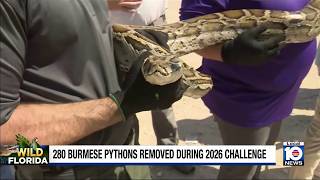 Snake hunter captures 96 pythons to win Florida Python Challenge