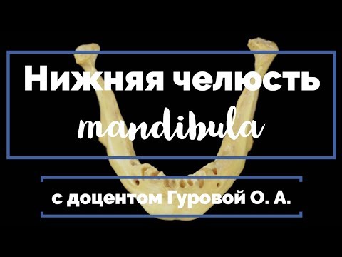 Нижняя челюсть (mandibula)💀 | Антомия человека [2019]✅