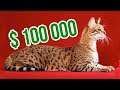 THE MOST EXPENSIVE CAT BREEDS In The World