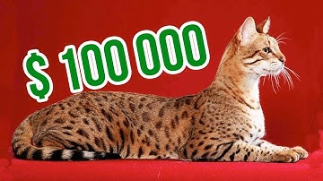 THE MOST EXPENSIVE CAT BREEDS In The World