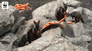 Food Drops For Wallabies 🥕 | WWF-Australia