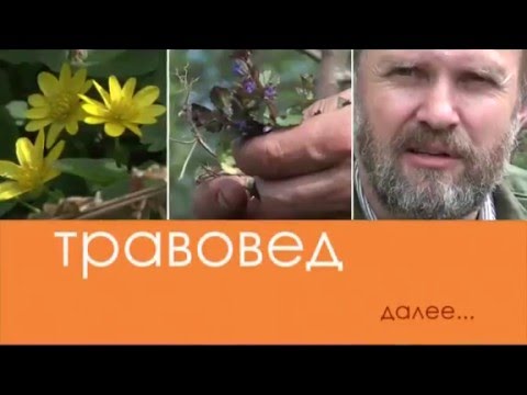 Травовед. Калина. Рассказывает Моряков Сергей Викторович