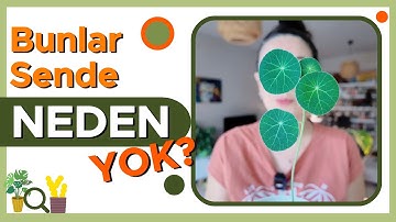 Bu Yapraklar Normal Değil! / Farklı Yapraklı 7 Bitki