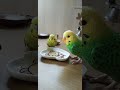 天才インコちゃんがちょっと怖いセキセイインコ