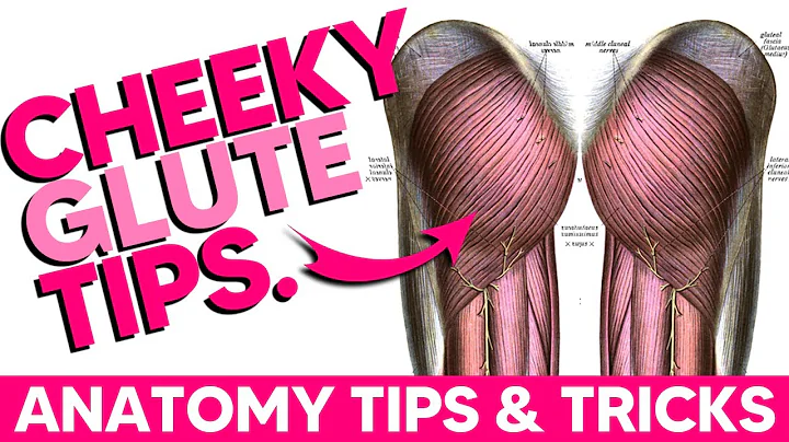 The Glutes│Anatomy Tips, Tricks and Mnemonics