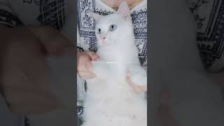 Download Lagu saat ini ku merindumu velocity trend #chlowie #trending #shorts #dancechallenge #kucingjoget  #cat MP3