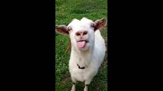 meme funny-goat licking