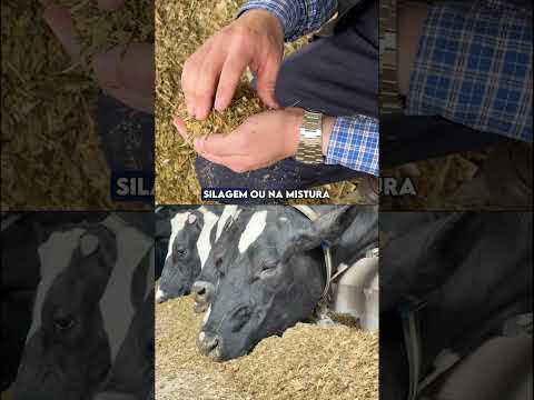 Você sabe se a vaca está realmente recebendo a dieta que foi formulada?