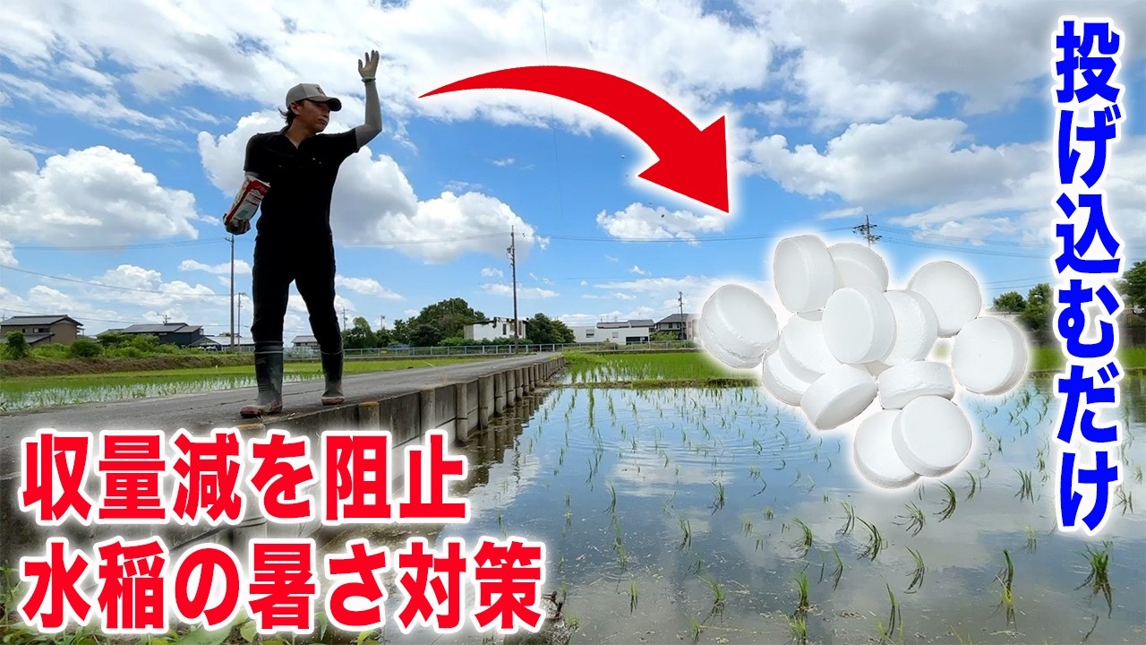 【水稲の暑さ対策】投げ込むだけでここまでラクになる　錠剤型肥料