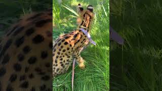 薮猫CoCo第一次在院子里玩耍