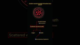 Smaller vascular bundles ki location kya hogi? #neetaspirents #biology #neetexam