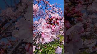 The Sakura Near My Home Bloomed Early And The Next Day, This Tree Was Empty After A Windy Storm.