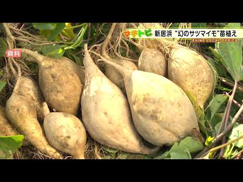 【愛媛・新居浜市】全国唯一！”幻のサツマイモ”七福芋の苗植え