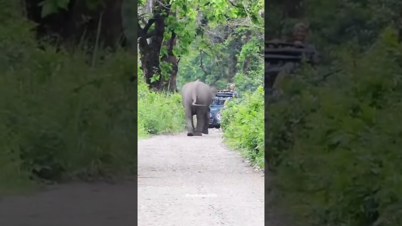 Elephant Chasing Tourist Gypsy 