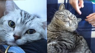 Cute Cats 4K Hd Video Clips Cute Baby Cats Free Stock Footages Copy Right Free