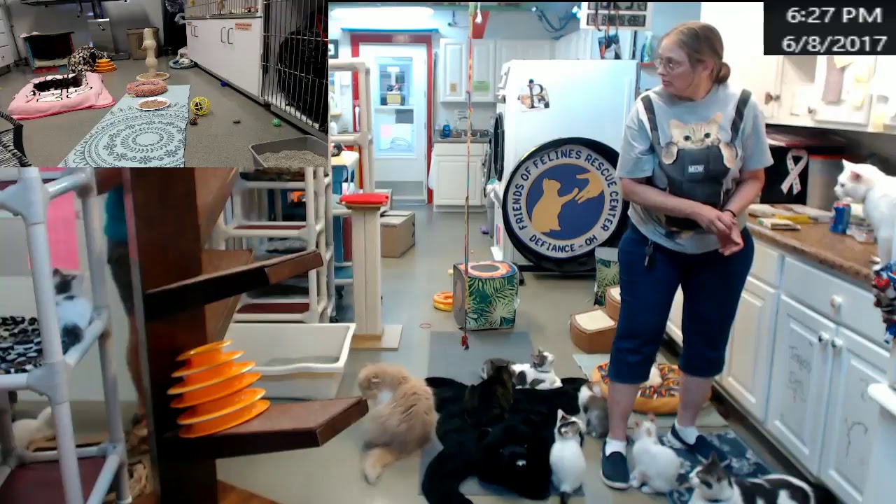 cage free vs organic eggs FOFRescueCenter Live Stream