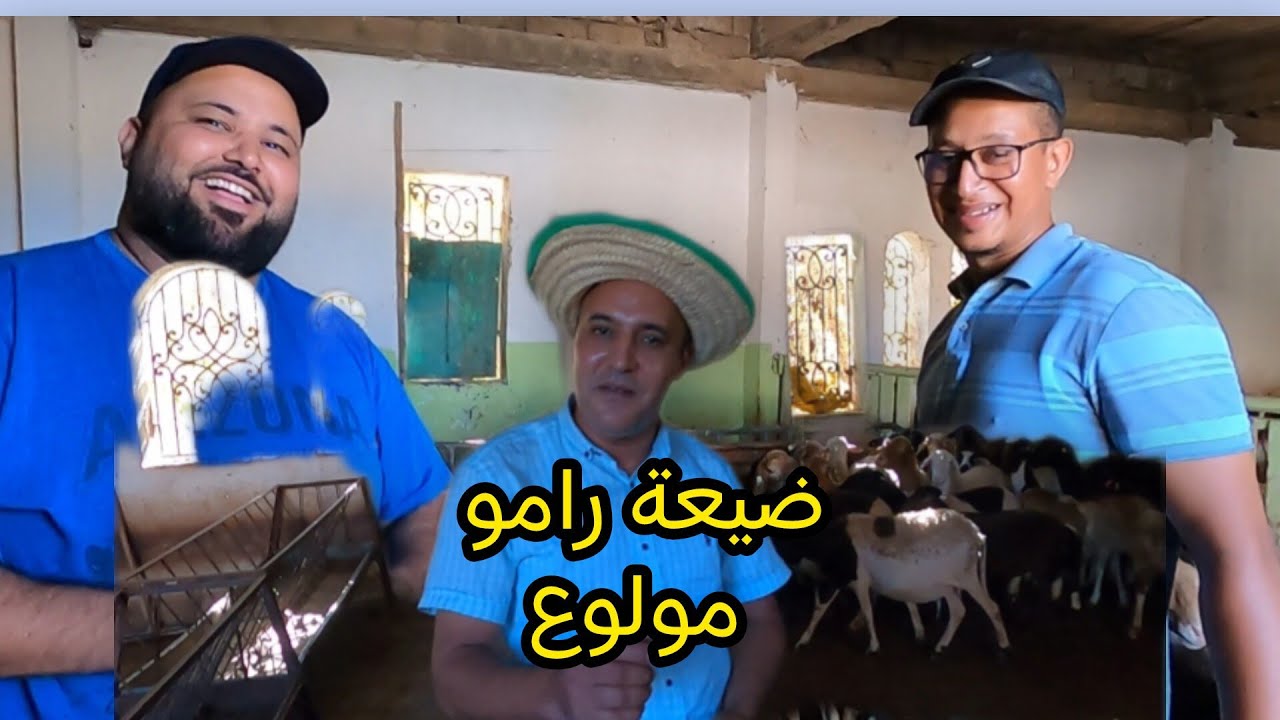 هده أرباح 💰 تربية الأغنام الدمانية 🐑 في ضيعة رامو مولوع  تعرف على كل شيء 