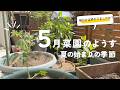 【ベランダ菜園】2026年5月の様子