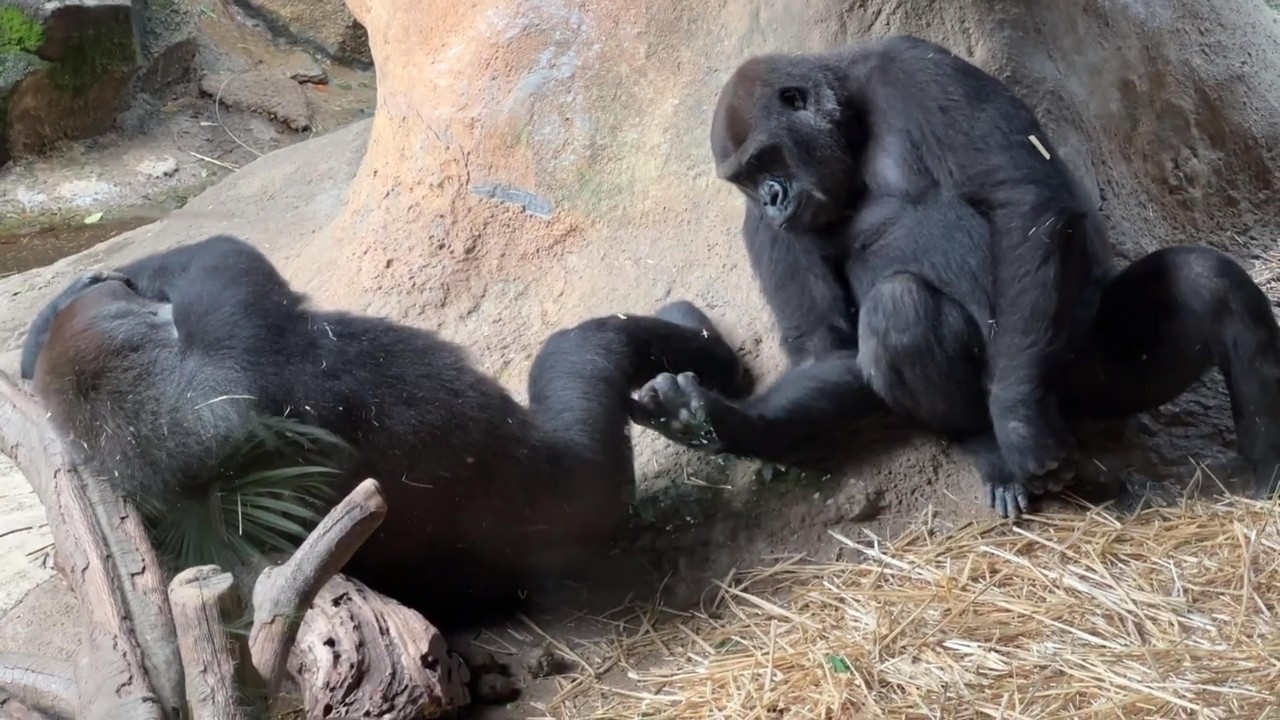 gorilla お姉ちゃんとのんびりするモモカ【2023年‎6月】【上野動物園】ゴリラ💗