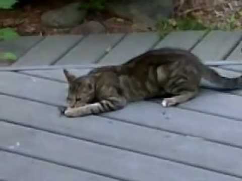 "Feral" Cat Trap and Release Success! - YouTube