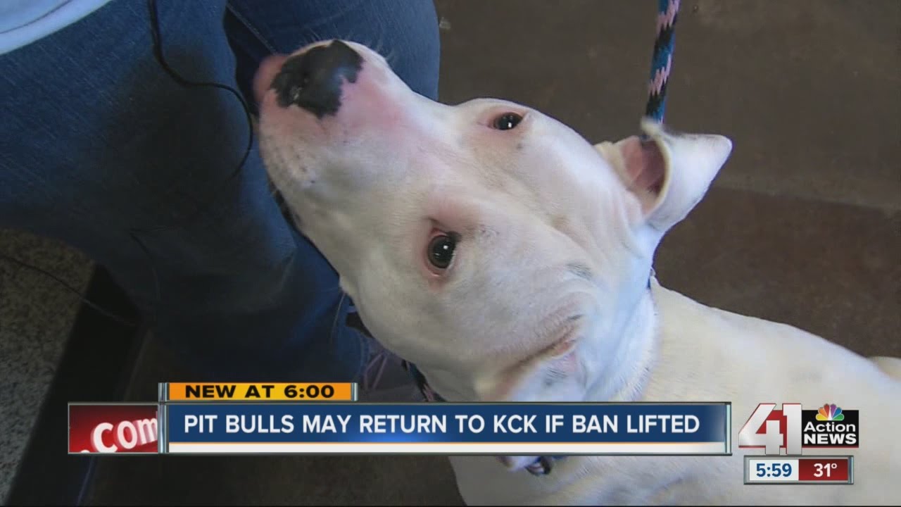 Pit bull ban could be repealed in Kansas City, KS YouTube