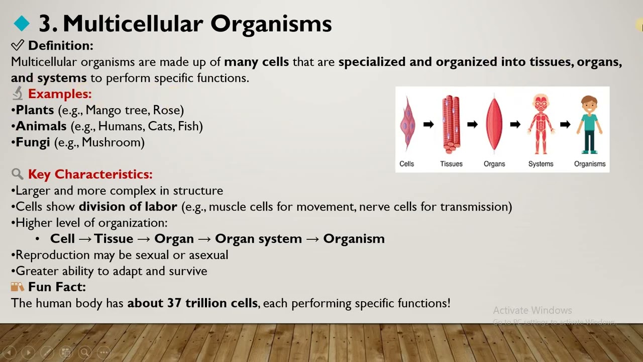 Cellular Organization | Unicellular, Colonial & Multicellular Organisms| Class 9 Biology|NR Official