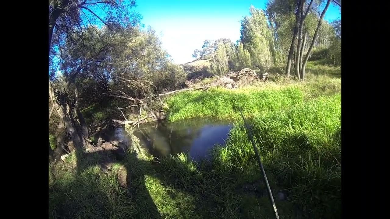 Episode 81 Woolshed Creek Trout fun , ( a couple of slipped words