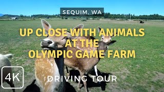 Animals Everywhere at the Olympic Game Farm, Sequim, WA 2024